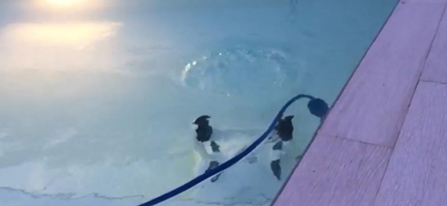 limpiafondos piscina dolphin triton